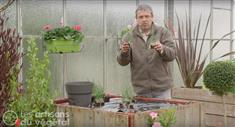 La plantation des oignons